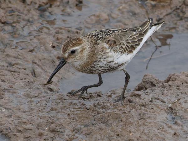 Dunlin (Calidris alpina)